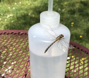 Dragonfly on a water bottle